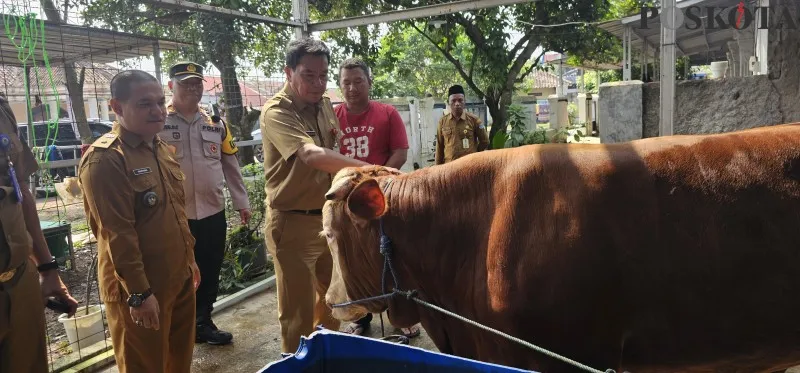 Sekda Tangerang Maesyal Rasyid (tengah) saat melakukan pengecekan kesehatan hewan kurban. (FotoVeronica)