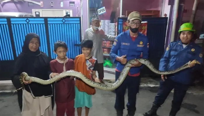 Petugas Damkarevakuasi ular  di tengah pemukiman padat penduduk  yang berkeliaran diselokan jalan lingkungan warga. (Ist)