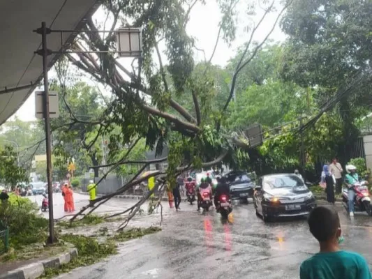 Pohon tumbang di kawasan Kalibata, Jakarta Selatan. (Instagram/@jktinfo)