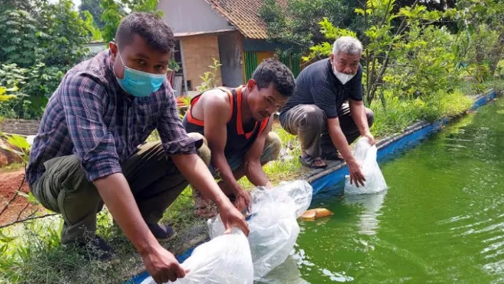 Pegawai UPTD BBI bersama Media Sahabat Depok menebar ribuan ekor konsumsi di empang kantor sekretariat MSD Kelurahan Duren Mekar Bojongsari Depok.(angga)