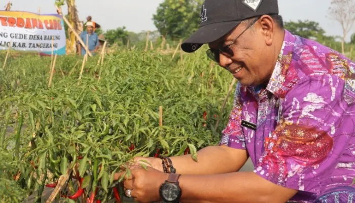 Kepala DPKP Kabupaten Tangerang Asep Jatnika saat memasang cabai. (ist)