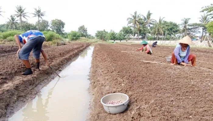 Kelompok tani di Kabupaten Tangerang saat menanam bawang. (Dok. Pemkab Tangerang)