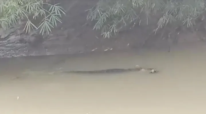 Penampakan buaya yang menerkam warga Patia Pandeglang. (Foto: Ist).