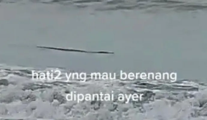 Kemunculan seekor buaya di Pantai Batu Saung, Kecamatan Cinangka, Kabupaten Serang yang terekam kamera wisatawan. (bidhumas)