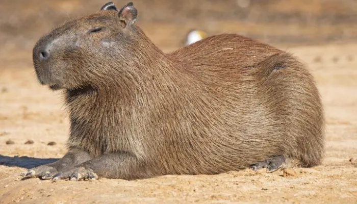 Jerome polin viral gegara unggah foto hewan capybara. (Pinterest/@savacations)