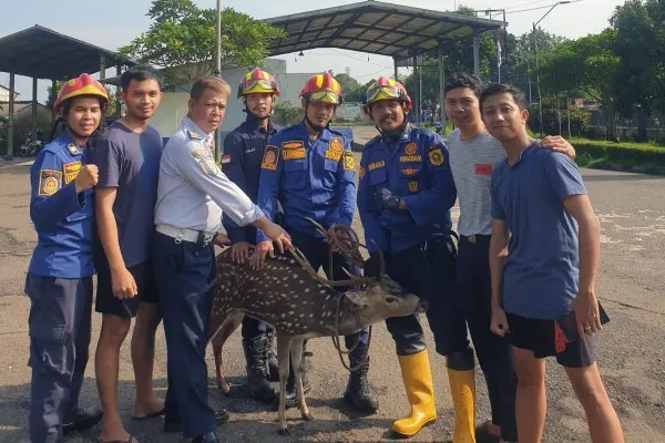 Damkar Kabupaten Bogor mengevakuasi rusa tutul di pekarangan Dishub Kabupaten Bogor. (Dok: Damkar Kabupaten Bogor)