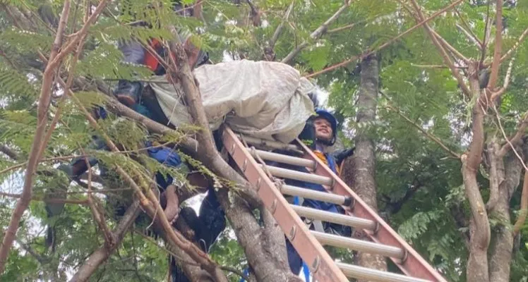 Sedang Petik Buah Petai, Seorang Pria Paruh Baya Tewas Tersengat Aliran  Listrik - poskota.co.id