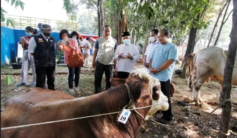 Penyerahan sapi kurban dari gereja Katedral Jakarta kepada pihak pengelola Masjid Istiqlal. (humas katedral)