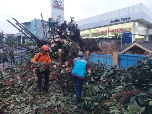 Petugas BPBD Kota Bekasi dan sejumlah relawan saat mengevakuasi pohon tumbang di Jalan Inkopau, Jatiwaringin, Pondok Gede, Kota Bekasi, Sabtu, 14 Desember 2024. (Dok. BPBD Kota Bekasi)