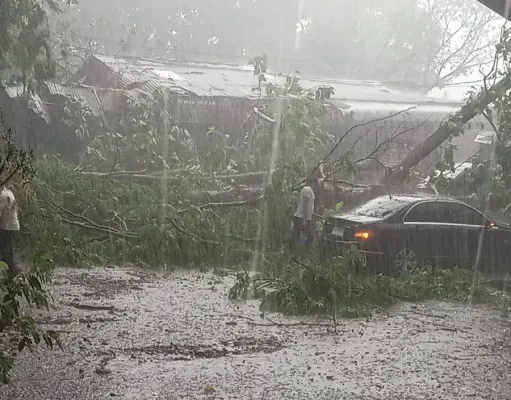 Pohon tumbang di Kota Bogor menimpa sebuah mobil setelah hujan disertai angin. (Dok. Warga)