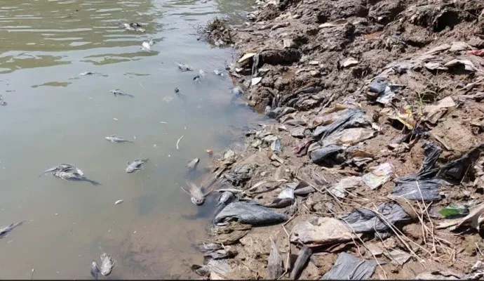 Ribuan ikan mati secara mendadak di sungai Cileungsi (dok KP2C)