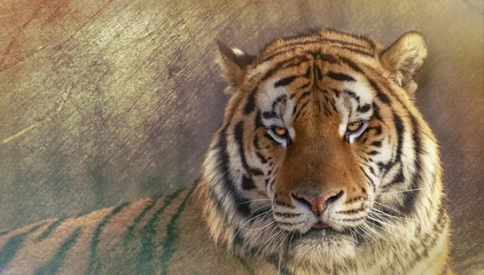 Ilustrasi ramalan Shio Macan Selasa 24 September 2024. (Pixabay)