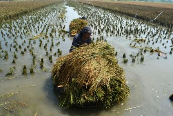 Petani gagal panen. (ist)