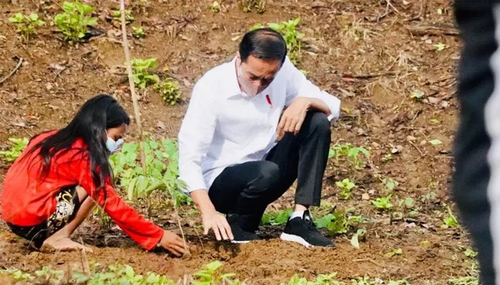 Presiden Joko Widodo saat menanam pohon di Kawasan Hutan Gunung Pepe. (biro pers)