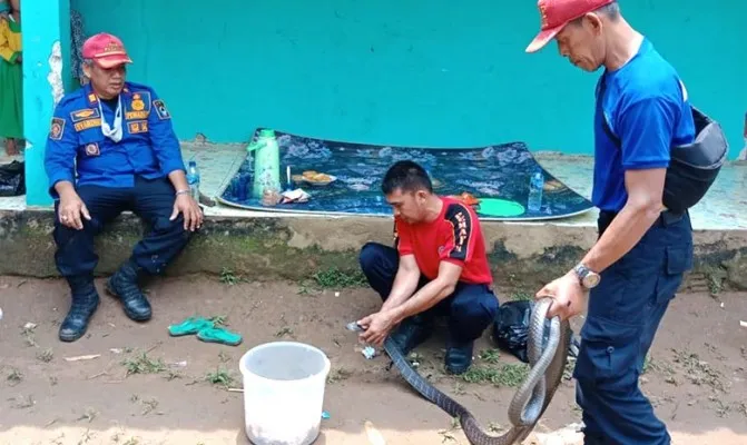 Petugas mengamankan ular King Kobra di Cikulur. (Foto/damkarlebak)