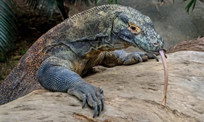 Hewan endemik Indonesia bagian timur Komodo, diprediksi akan mengalami kepunahan akibat hilangnya habitat. (Foto/unsplashfreeimages)