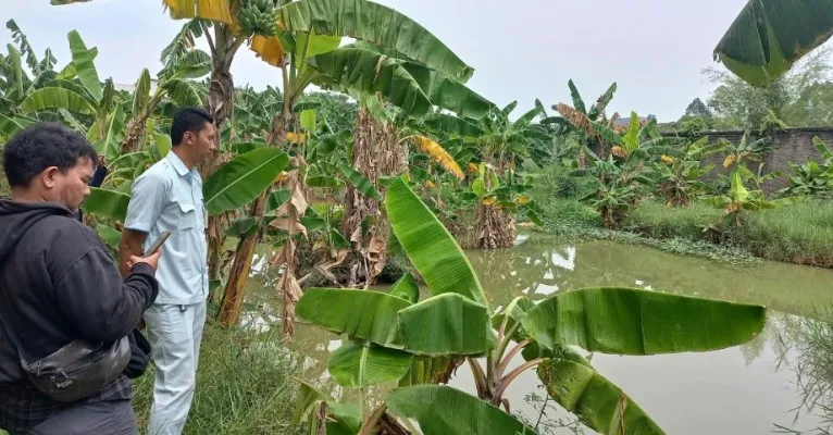 Lokasi dua orang laki-laki diduga anak-anak dan dewasa tengah berbuat mesum di sebuah empang di samping RS Mitra Keluarga, Kalideres, Jakarta Barat. (Pandi)