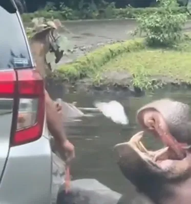 Tangkapan layar video viral pengunjung Taman Safari Bogor memberi sampah plastik ke kuda nil. (Sumber: Instagram/bogorfeeds)