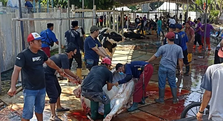 Suasana pemotongan hewan sapi kurban di lingkungan Masjid Agung At-Tin, Jakarta Timur, Minggu (10/7/2022) (ardhi)