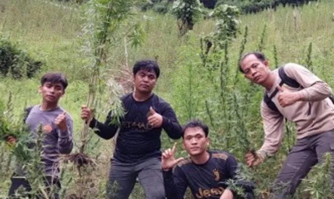 Seluas 2 hektar ladang ganja dengan 10 ribu pohon ditemukan di Pegunungan Tor Mangompang, Desa Pardomuan, Kecamatan Panyabungan Timur, Kabupaten Mandailing Natal. (Foto/poldasumut)