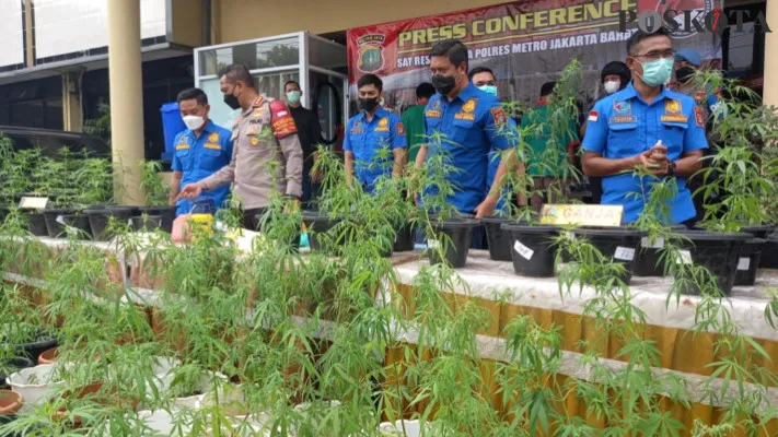 Polres Jakbar ungkap kasus penanaman ganja hidroponik di Kawasan Brebes, Jawa Tengah. (foto: poskota/cr01)