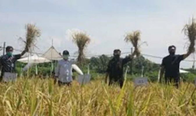 Menteri Pertanian Syahrul Yasin Limpo saat panen padi.(Ist)