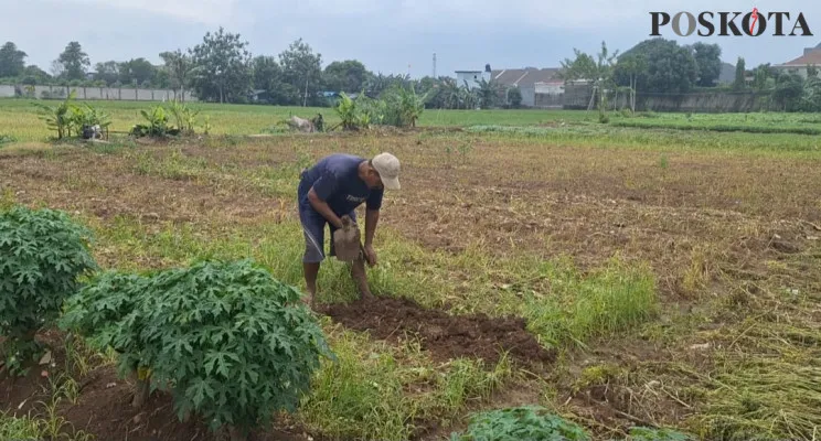 Darkim saat mencangkul tanah untuk menanam bibit sayuran di lahan pertanian seluas 500 meter persegi di kawasan Bekasi Utara, Kota Bekasi, Senin, 16 Desember 2024. (Poskota/Ihsan Fahmi)