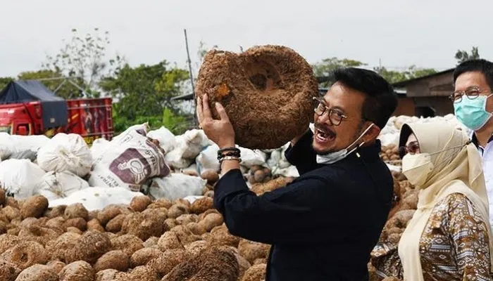 Menteri Pertanian Syahrul Yasin Limpo saat panen umbi porang.(Ist)