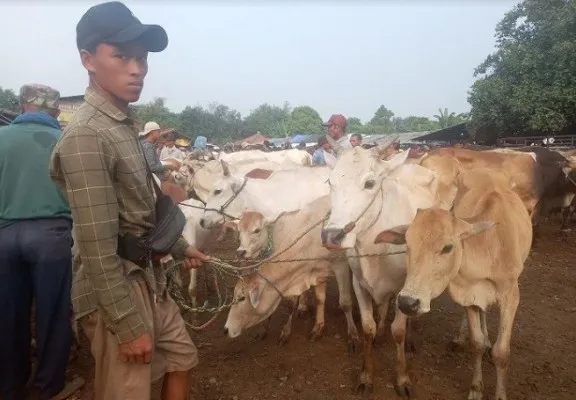 Pasar Hewan kurban di Jonggol tahun lalu. (dok/Panca Aji)