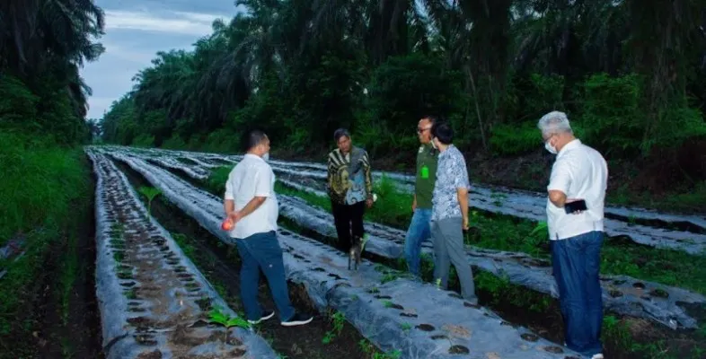 Kementerian Perindustrian melalui Direktur Jenderal Industri Agro Kemenperin, Putu Juli Ardika meninjau pengolahan sawit di kawasan industri Dumai. Rabu (13/7/2022). (Ist)