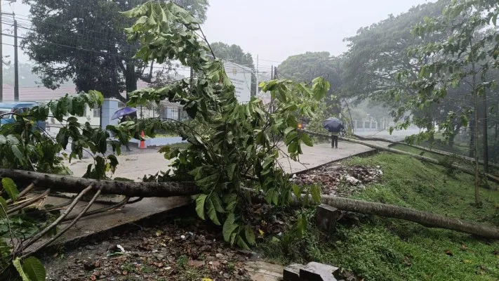 Kondisi pohon tumbang menutup akses di sebuah wilayah di Kabupaten Bogor. (Dok: BPBD Kabupaten Bogor)