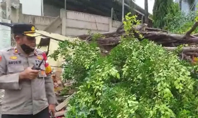 Pohom tumbang terjadi kawasan Kemanggisan, Palmerah, Jakarta Barat, Kamis (28/10). (Foto/polsekpalmerah)