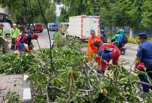 Pohon tumbang terjadi di wilayah Jakarta Utara (Jakut) seusai diterpa angin kencang selama musim hujan, Selasa, 3 Desember 2024. (Dok. Damkar)