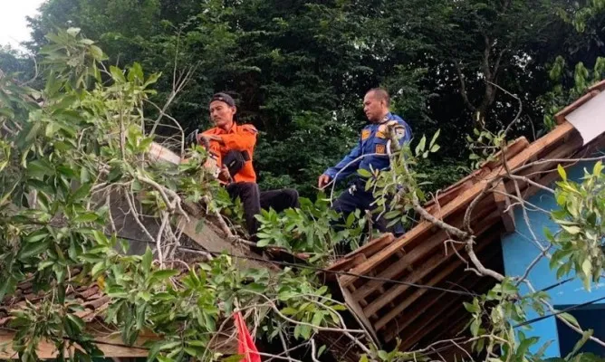 Tim BPBD Pandeglang saat menangani pohon tumbang yang menimpa rumah warga. (Foto: Ist).