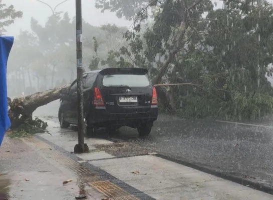 Pohon tumbang menimpa mobil di Jalan Raya Ciater, Kecamatan Serpong, Kota Tangerang Selatan (Tangsel) pada Kamis, 24 Oktober 2024. (Dok. BPBD Tangsel)