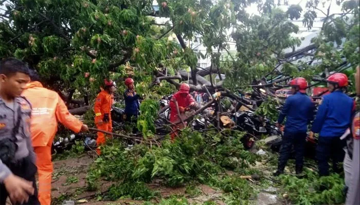 Pohon Trembesit setinggi 16 meter tumbang di depan Kantor Balai Kota Jakarta, akibatnya 5 orang anggota Kepolisian dan puluhan sepeda motor jadi korban.(Ist)