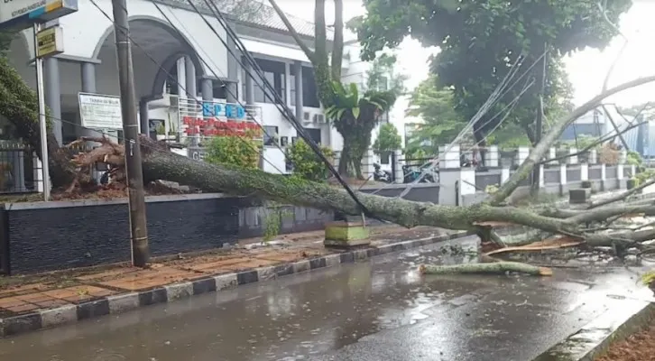 Pohon tumbang di Pandeglang tutup jalan raya. (Foto: Samsul Fatoni).