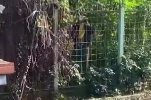 Tangkapan layar video Viral seorang pria sedang onani di luar pagar Stasiun Sudimara Jombang, Ciputat, Kota Tangsel. (Poskota/Istimewa)