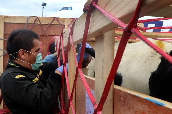 Bibit sapi perah bunting impor asal Australia tiba di Bandara Internasional Soekarno-Hatta (Soetta), Kota Tangerang. (Dok. Humas Bandara Soetta)