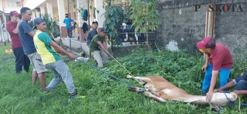 Penyembelihan hewan kurban sapi oleh panitia yayasan Al Hasra Bojongsari Baru Kota Depok.(angga)