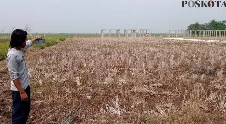 Salah seorang warga di Sukawangi saat menunjukkan sawah yang mengalami kekeringan. (Ihsan Fahmi).