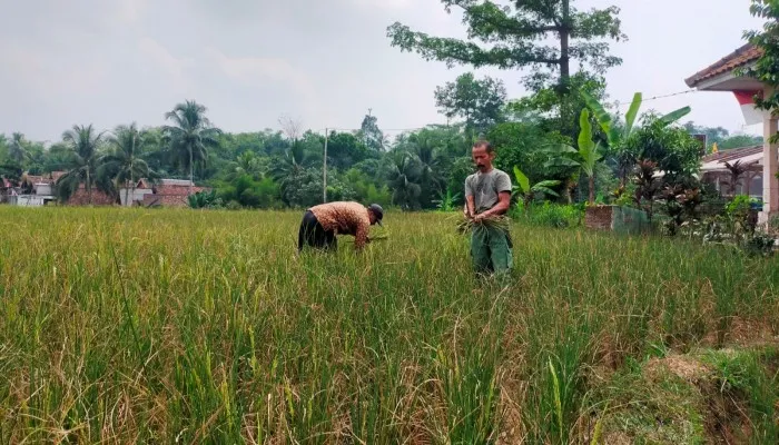 Petani di Lebak Banten saat memeriksa tanaman padi miliknya. (Poskota/Samsul Fatoni)