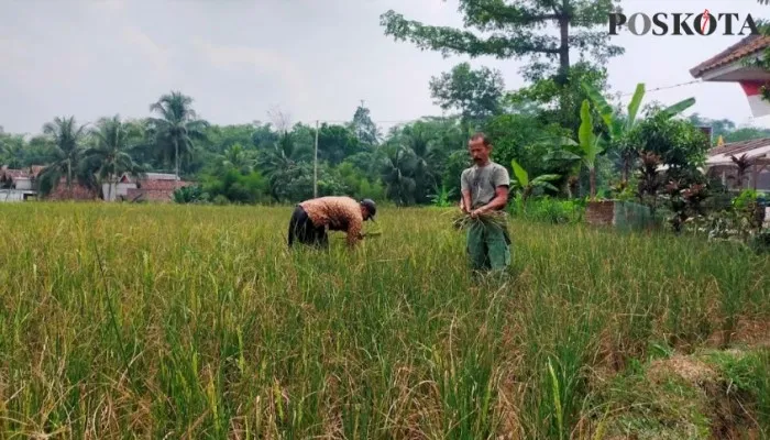 Tanaman padi petani di Lebak yang dilanda kekeringan. (Foto: Samsul Fatoni)