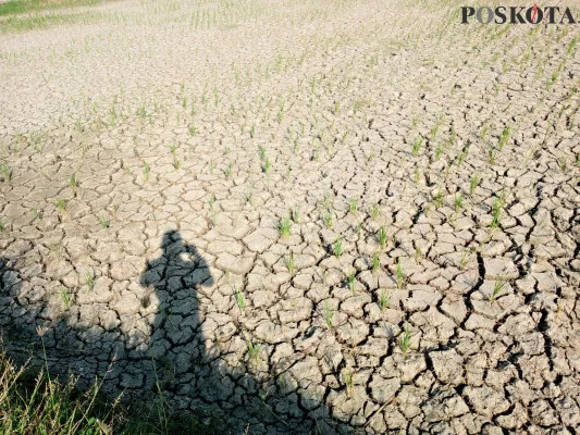 Kondisi kekeringan sawah di Desa Sukaringin, Sukawangi, Kabupaten Bekasi, beberapa waktu lalu. (Poskota/Ihsan Fahmi)