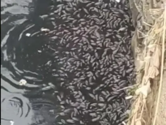 Sungai Cileungsi Berwarna Hitam dan Mengeluarkan Bau Tak Sedap, akibatkan ribuan ikan mati.(Ist)