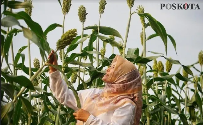 Bupati Pandeglang saat meninjau tanaman Sorgum di Carita. (Foto: Samsul Fatoni).