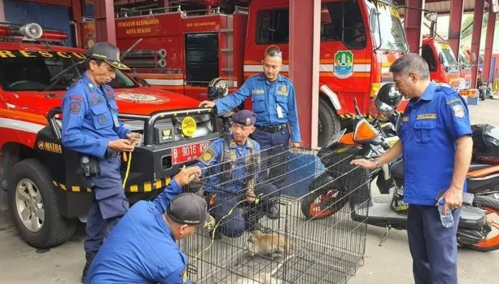 Petugas Damkar Kota Bekasi saat mengevakuasi dua ekor monyet. Kamis (28/7/2022). (ist).