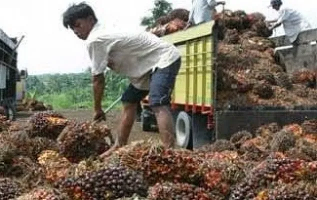 Ilustrasi pemanenan tandan buah sawit (foto/ist)