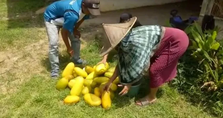 Petani timun suri di Lebak saat melakukan panen. (Foto: Ist).