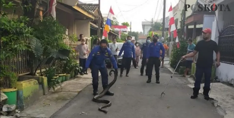 Penemuan ular piton di pemukiman wargadi Kota Tangerang. (Iqbal)